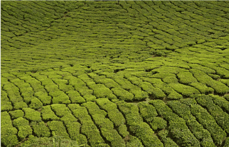 Phnom Trong Morn Trong Tea